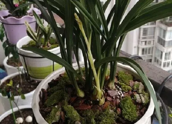 冬天植物|兰草抗冻吗