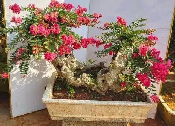 冬天植物|日本姬紫薇耐寒吗（日本姬紫薇盆景图片及冬天怎么养）
