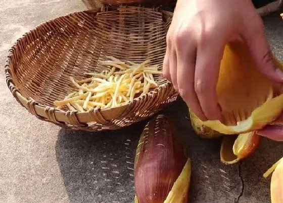 食用须知|芭蕉花可以吃吗