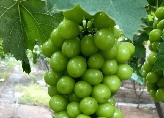 植物施肥|葡萄补钙最佳时间，给葡萄补钙季节什么钙肥最好）