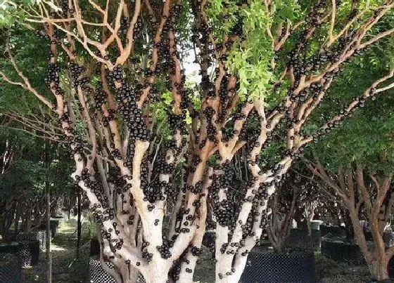 植物排行|嘉宝果树什么品种最好
