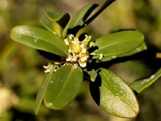 植物虫害|黄杨钻心虫防治方法 打什么农药好