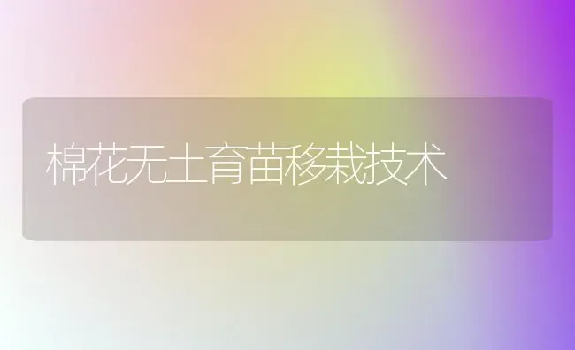 棉花无土育苗移栽技术 | 粮油作物种植