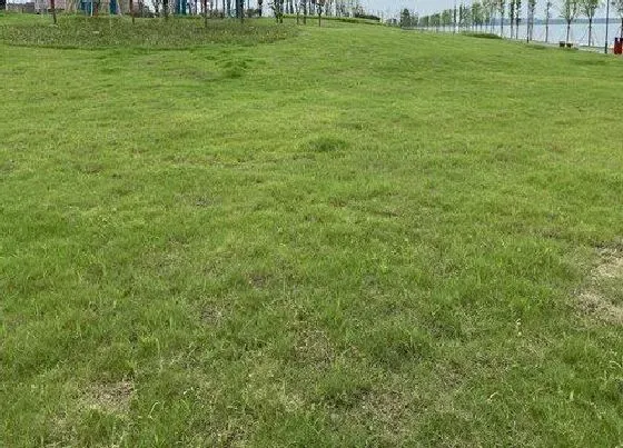喷药|草坪打什么药好