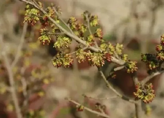 植物百科|银缕梅属于什么植物类型