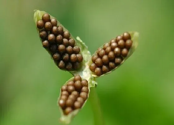 植物播种|紫花地丁种子什么时候播种最好