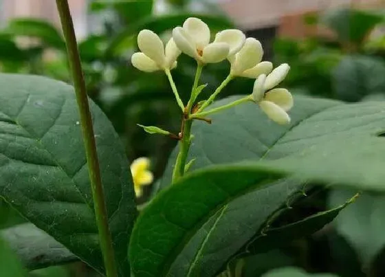 植物产地|桂花原产地在哪里