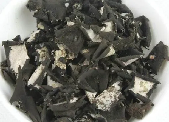 功效常识|石耳的功效与作用及食用方法