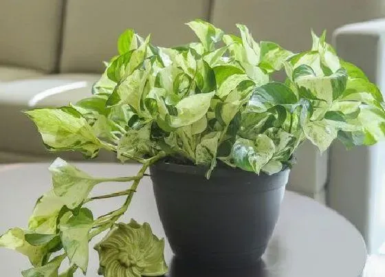 植物百科|植物生长需要什么条件 陆生植物生长的6个主要条件