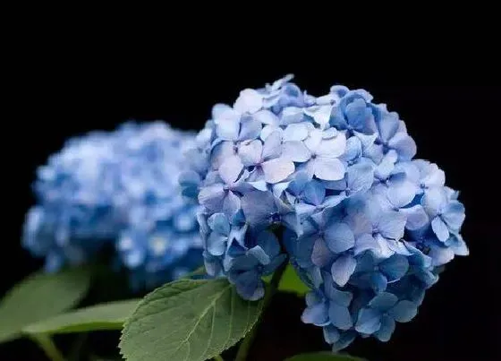 花语|什么花的花语是团圆美满