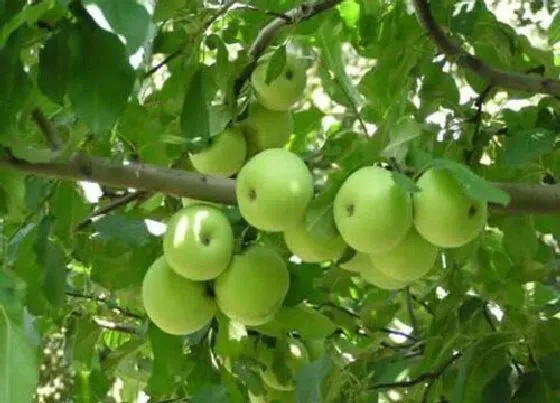 果实成熟|青苹果什么季节成熟