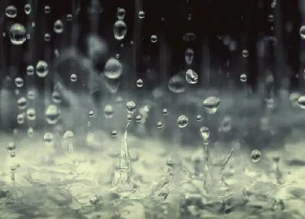 植物浇水|雨水能浇花吗 接雨水浇花方法