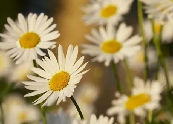 植物百科|菊花的繁殖方法