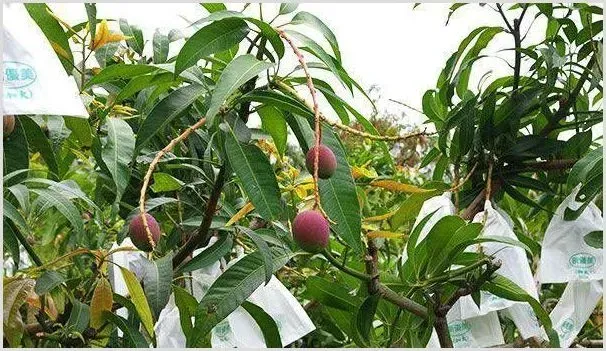 芒果种植的这几大误区你知道吗 | 耕种资料