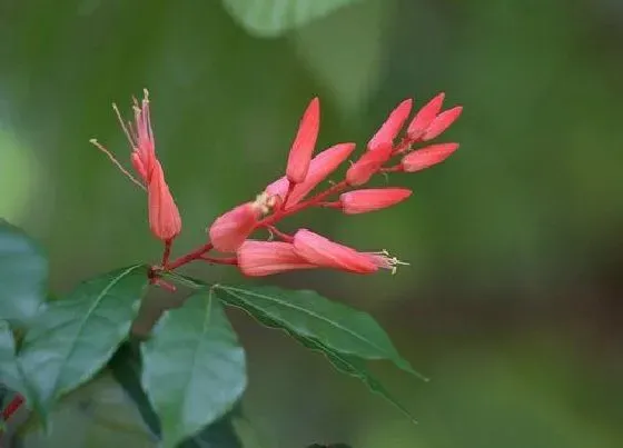 花期|琴叶珊瑚花期是什么时候