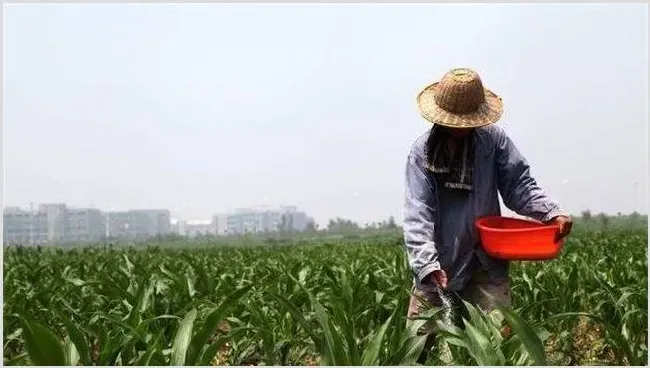 锌肥施用注意五大禁忌 | 种植施肥