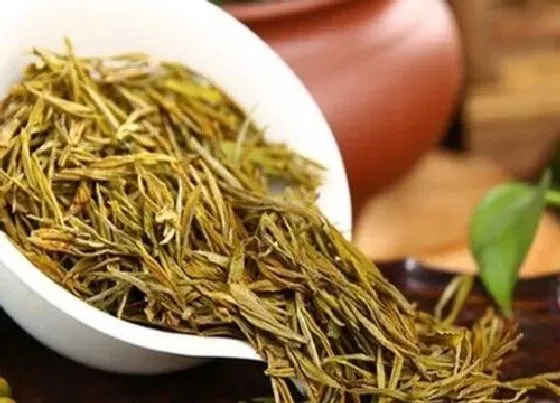 食用常识|黄金茶属于什么茶类  功效作用