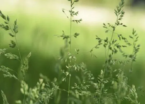 植物百科|香草是什么草