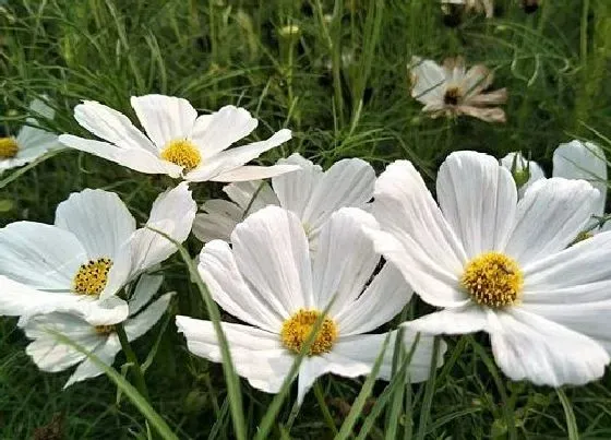 种植方法|波斯菊怎么种植 栽种时间和方法