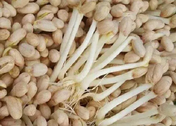 食用常识|新鲜的花生发芽了可以吃吗 新花生发芽后能食用吗
