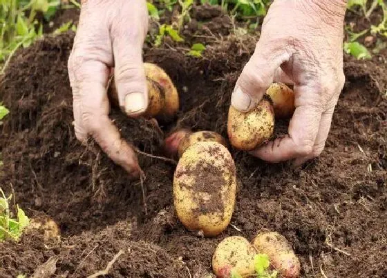 植物施肥|如何施肥让土豆果实快速膨大，土豆膨大期施用什么肥料）