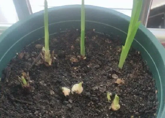植物育苗|香雪兰种球催芽方法 常见的3种种球繁殖技术