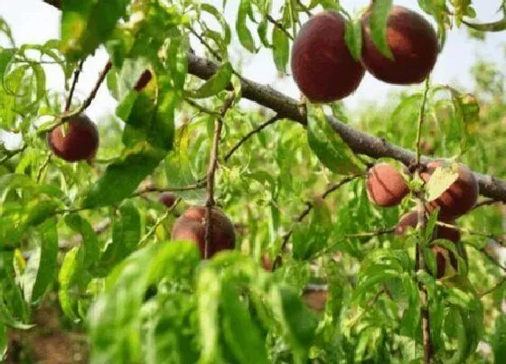 种植管理|黑桃树几年结果实 种植多少年能挂果