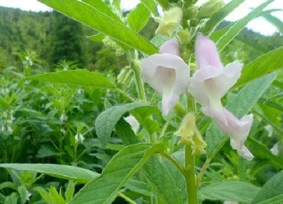 不开花|芝麻为什么不开花