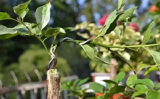 植物嫁接|三角梅嫁接时间和方法