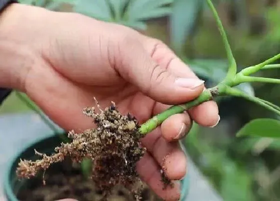 根部|鸭脚木根系发达吗