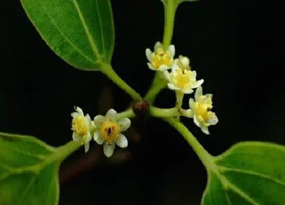 植物百科|樟树会开花吗 属于开花植物