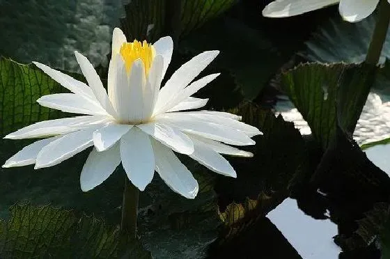 开花时间|莲花几月份开花 一年开几次花