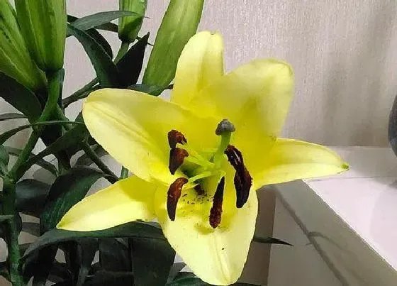 花语|什么花代表幸福