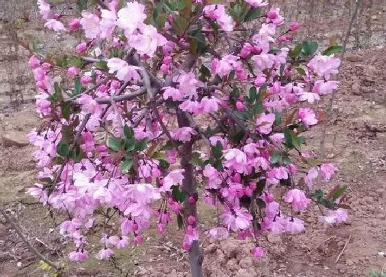 植物香味|西府海棠有香味吗