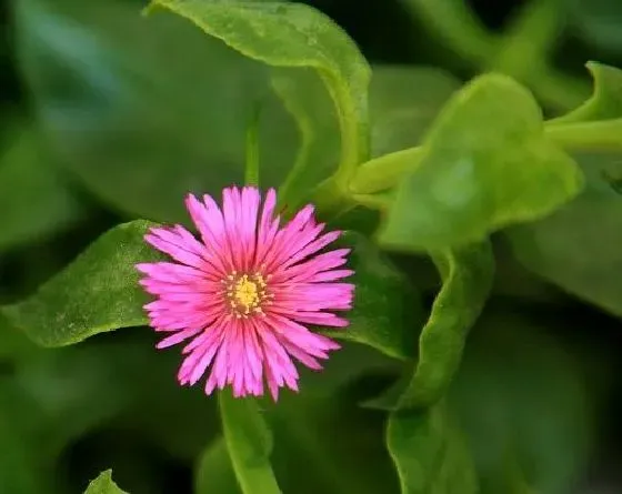 种植方法|穿心莲怎么种植 高产种植技术与管理方法