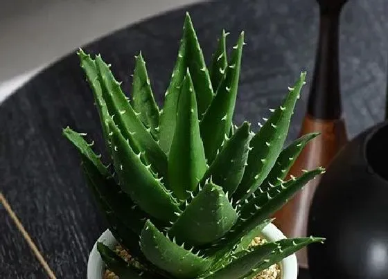 冬天植物|芦荟怕冻吗