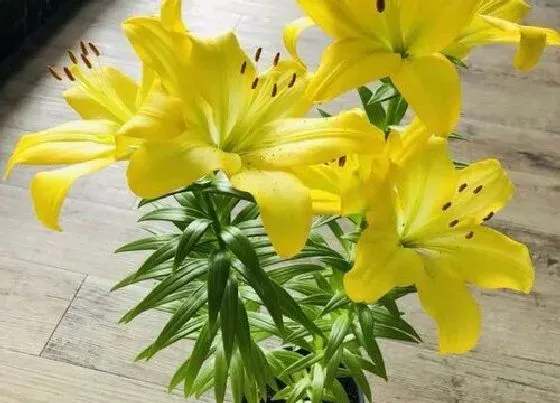 种植管理|百合几月份种植最好 最适合几月份种植