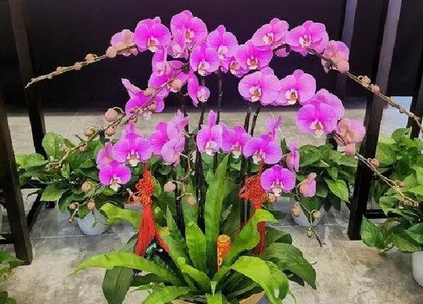 养殖科普|蝴蝶兰开花后怎么处理