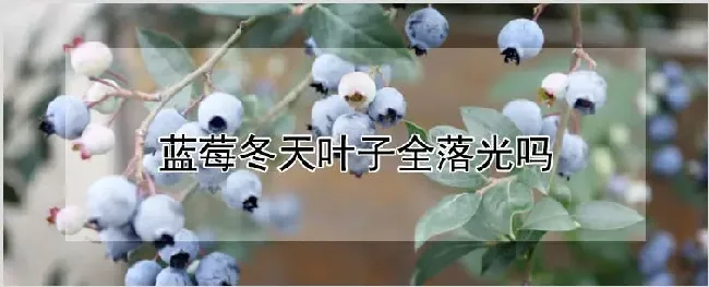 蓝莓冬天叶子全落光吗 | 自然知识