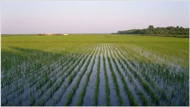 水稻浮肥现象是什么原因导致的 | 养殖技术