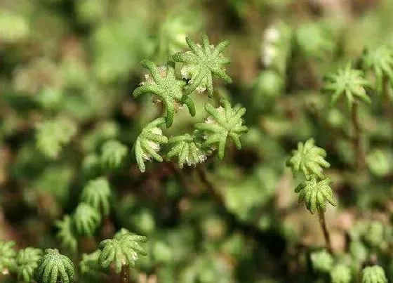 植物种类|地钱是保护植物吗