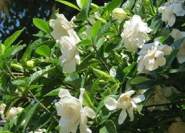 植物浇水|栀子花浇水的正确方法 浇水注意事项