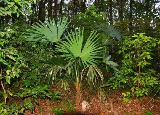 种植管理|棕树生长速度快不快 一年长多少