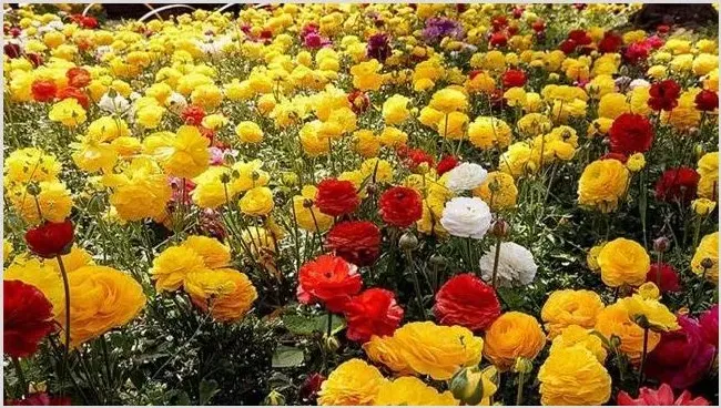 花毛莨种植的注意事项及技术要领 | 农业科普