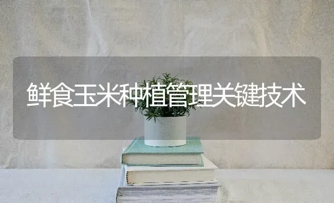 鲜食玉米种植管理关键技术 | 植物种植百科
