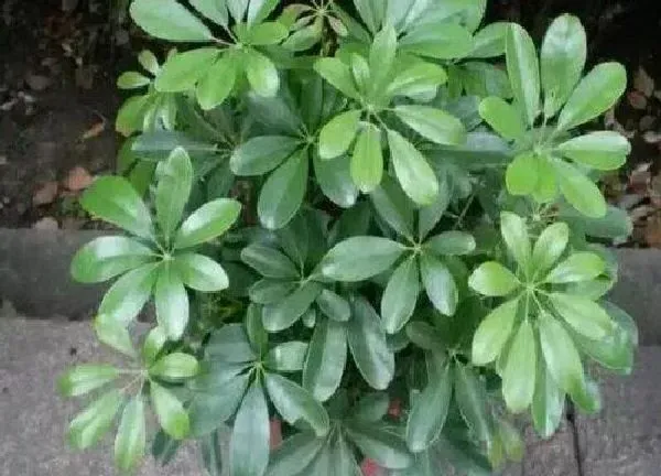 植物浇水|鹅掌木多长时间浇一次水 几天浇水一次好