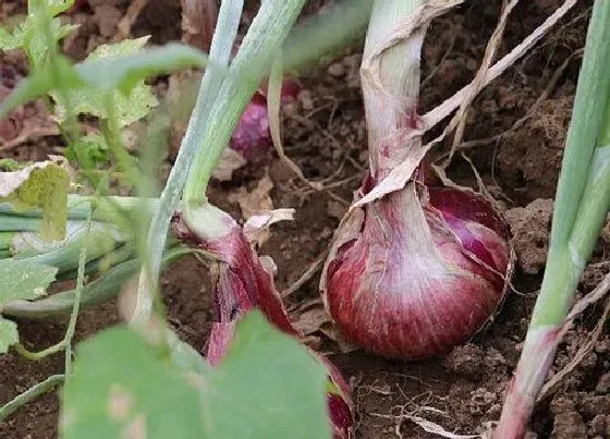 种植方法|洋葱种植时间和方法 栽培技术和管理