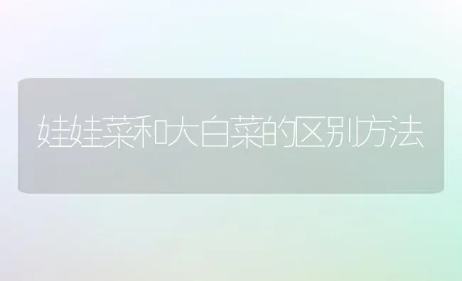 娃娃菜和大白菜的区别方法 | 蔬菜种植
