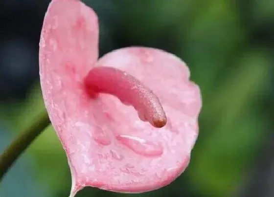 植物百科|红鹤花好养吗 家里养红鹤花的方法和注意事项