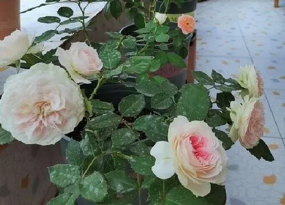 开花时间|山茶是什么季节开的花